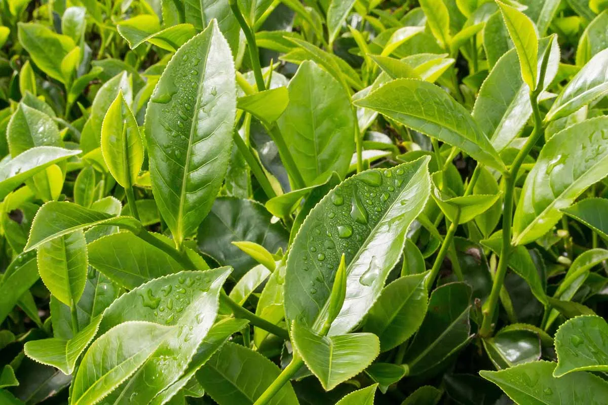 Green Tea Leaf