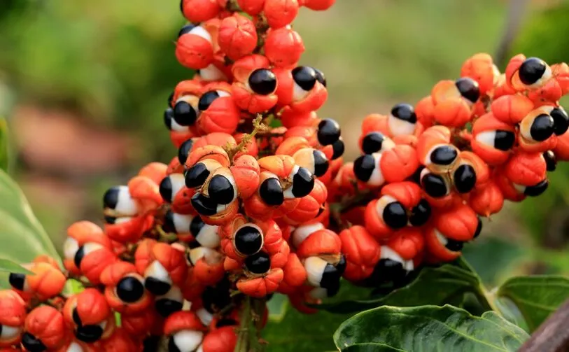 Guarana Seed