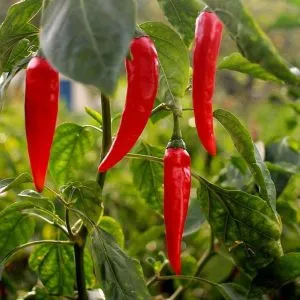 Cayenne Pepper